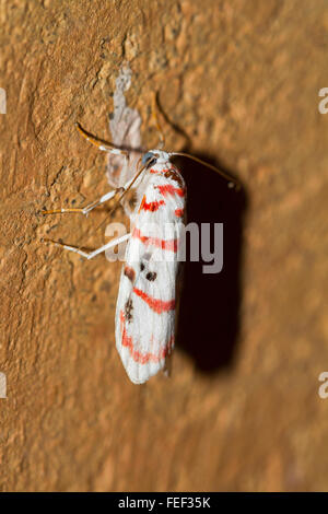 Unidentified moth in Chorla village, Belgaum district, Karnataka Stock Photo