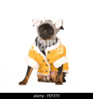 Cute dog purebred pti brabanson in winter jacket on white background full body looking at camera Stock Photo