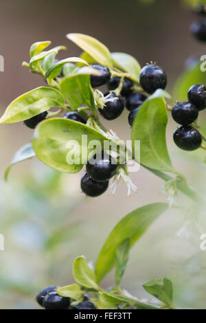 Sarcococca Confusa. Sweet box with flowers and berries in winter Stock Photo