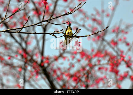 Qingyuan, China's Guangdong Province. 6th Feb, 2016. A bird looks for food on a twig in Qingyuan City, south China's Guangdong Province, Feb. 6, 2016. Spring comes to the southern part of China. © Li Zuomiao/Xinhua/Alamy Live News Stock Photo