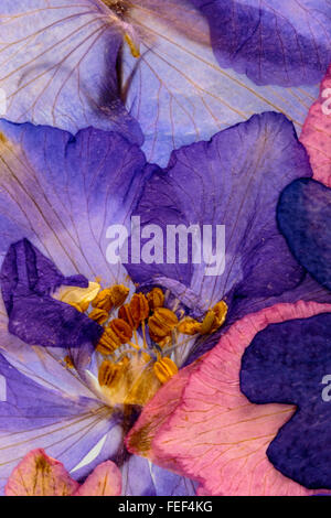 Pressed Flowers Abstract Stock Photo