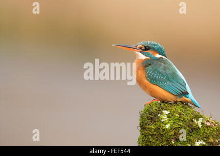 Female Common Kingfisher (Alcedo atthis) perched on moss & lichen covered branch Stock Photo