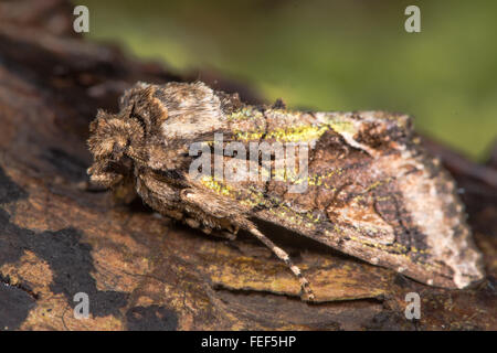 Green-brindled crescent (Allophyes oxyacanthae) moth. An autumnal moth in the family Noctuidae, at rest on wood Stock Photo