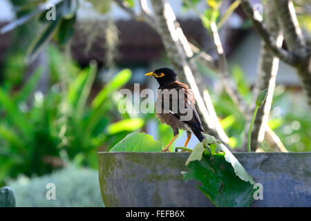 Common myna,(Acridotheres tristis),Koh Phangan,Thailand. Stock Photo