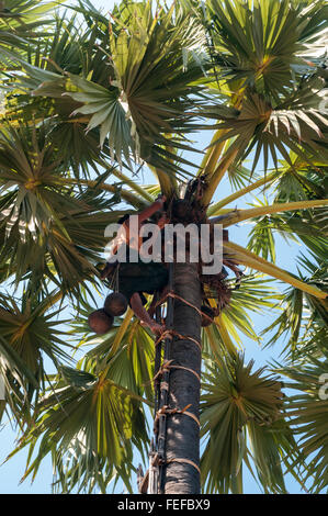 Asian male seen from below, climbing a palm tree to harvest coconuts on a plantation in Mandalay Region, Myanmar. Stock Photo