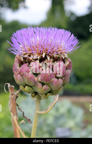 Seen here in flower, the globe artichoke (Cynara cardunculus var. scolymus) is a variety of edible thistle. Surrey, England, UK. Stock Photo