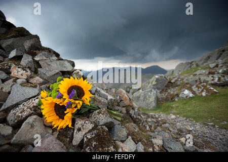 A bunch of sunflowers laid on the Westmorland memorial cairn on Great Gable Stock Photo