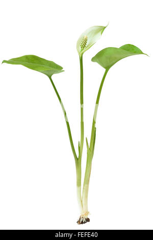 Calla palustris plant isolated on white background Stock Photo