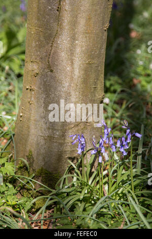 English Bluebells growing beneath a Beech tree in woodlands in the south west UK Stock Photo