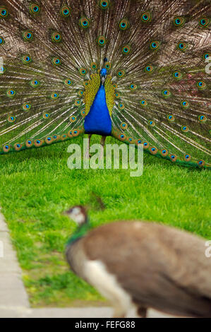 Peacock male and female mating courting on green grass lawn at Royal Baths Park in Warsaw, Poland Stock Photo