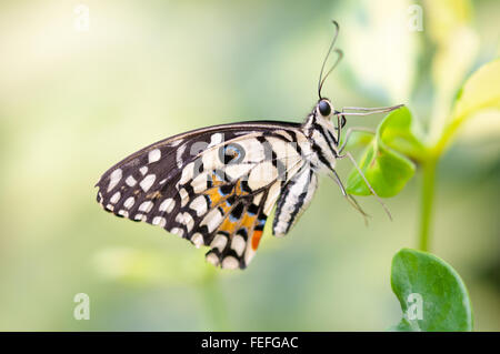 Papilio demoleus swallowtail lime lemon butterfly at Natural History Museum Tent in London, England. Stock Photo