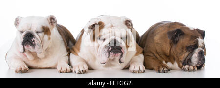 three english bulldogs sleeping on white background Stock Photo