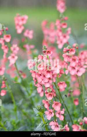 Diascia flowers growing in a flower meadow. Stock Photo