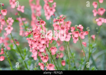 Diascia flowers growing in a flower meadow. Stock Photo