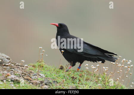 Chough (Pyrrhocorax pyrrhocorax), St Just, Cornwall UK Stock Photo