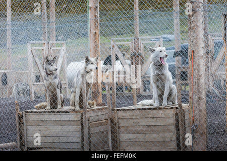 Arctic sled dogs in their kennel, North pole, Svalbard Stock Photo