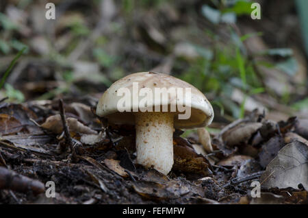 A pored bolete mushroom, Suillus bellinii, growing in wet forest soil. Spain Stock Photo