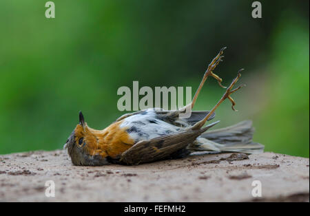 Dead European Robin, Erithacus Rubecula, lying deceased in forest, Spain. Stock Photo