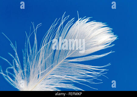 Close-up of white goose down feather floating against a blue sky Stock Photo