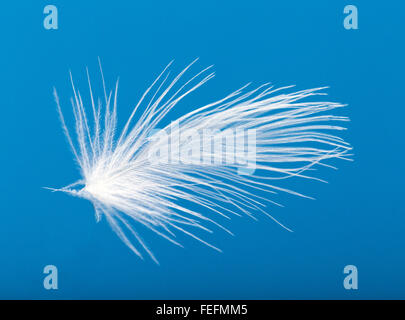 Close-up of white goose down feather floating against a blue sky Stock Photo