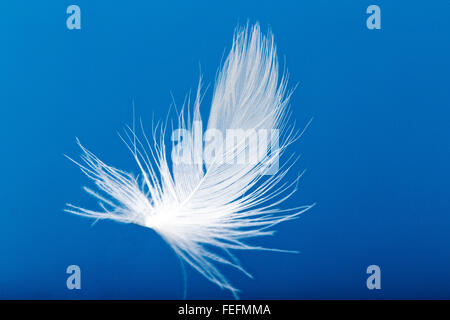 Close-up of white goose down feather floating against a blue sky Stock Photo