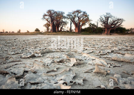 Baines Baobabs in Botswana Stock Photo
