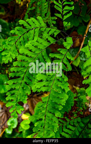 Western maidenhair fern Stock Photo