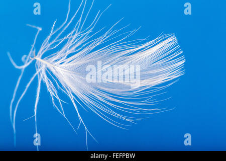 Close-up of white goose down feather floating against a blue sky Stock Photo