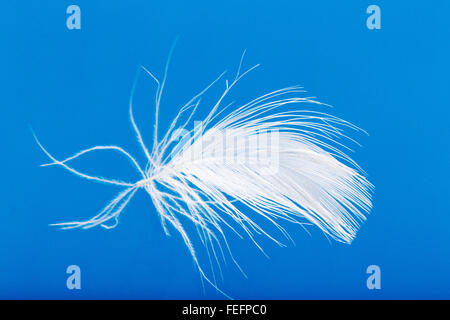 Close-up of white goose down feather floating against a blue sky Stock Photo