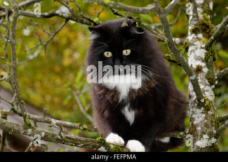 Long-haired black cat in tree, Germany Stock Photo