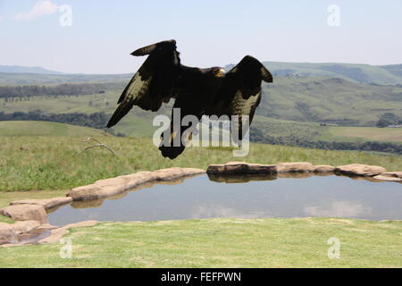 Swooping Black Eagle Stock Photo