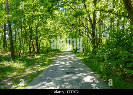 Path through a summer forest. Stock Photo