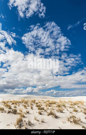 Plants pioneering the gypsum dunes in White Sands National Monument in the Tularosa Basin of New Mexico, USA Stock Photo