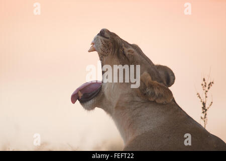 Lioness in the open bushveld