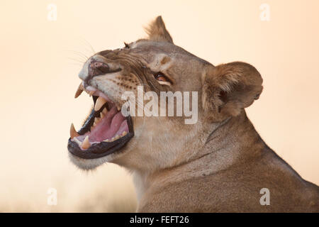 Lioness in the open bushveld Stock Photo