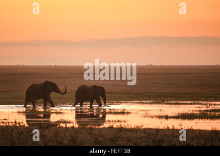 Two elephants in sunset