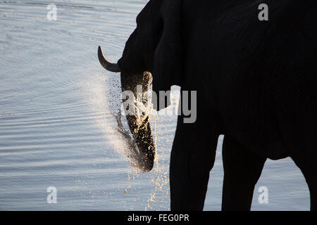 Details of an African Elephant Stock Photo