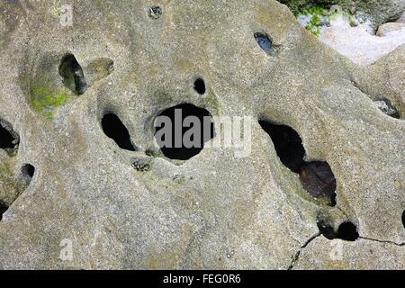 Coquina rocks, with holes caused by weathering and erosion, on the beach, Flagler County, Florida Stock Photo