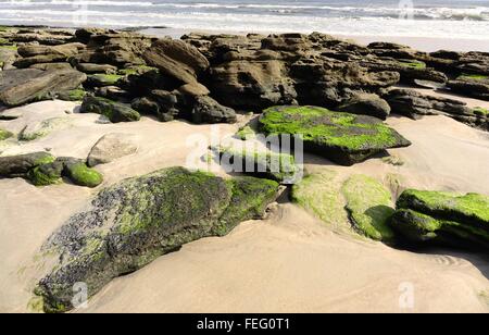 Coquina rocks, some covered with algae, on a Flagler County beach, Florida Stock Photo