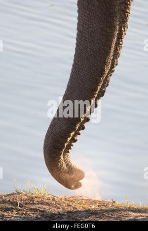 Details of an African Elephant