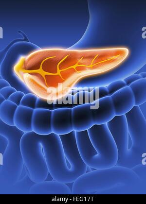 Cross section of human pancreas, showing the pancreatic duct. Also ...