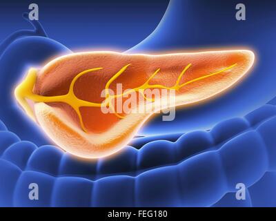 Cross section of human pancreas, showing the pancreatic duct. Also