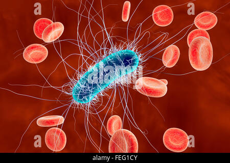 Escherichia coli bacteria in blood, computer illustration. E. coli is a gram-negative motile bacterium which lives in the Stock Photo