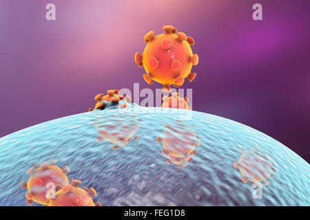 Release of viruses from human cell, computer illustration. The last stage of viral replication in a human cell is the formation Stock Photo