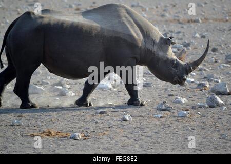 Black rhino in Etosha National park, Namibia Stock Photo
