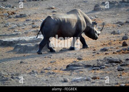 Black rhino in Etosha National park, Namibia Stock Photo