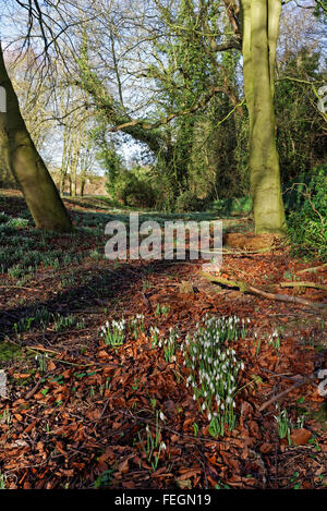 Snowdrops in a wood in late winter in the UK (Galanthus nivalis,) Stock Photo