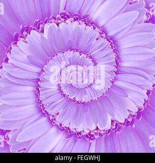 Digital Art Gerbera Flower Spiral Background Texture Stock Photo