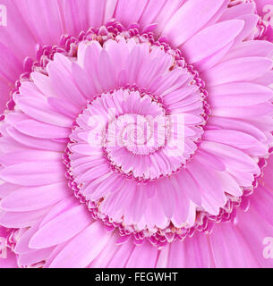 Digital Art Gerbera Flower Spiral Background Texture Stock Photo