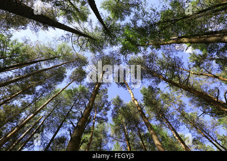 Looking up at tall pine trees in Scotland, uk. Stock Photo